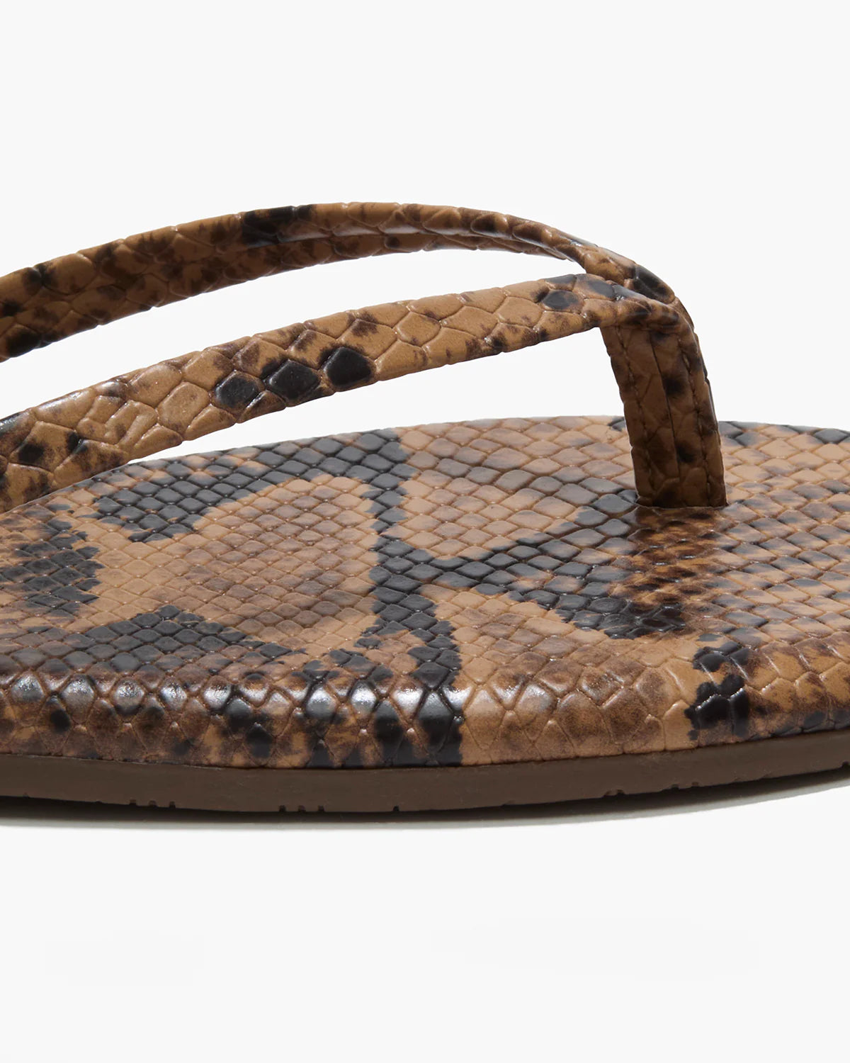 Studio Exotic Coco Snake