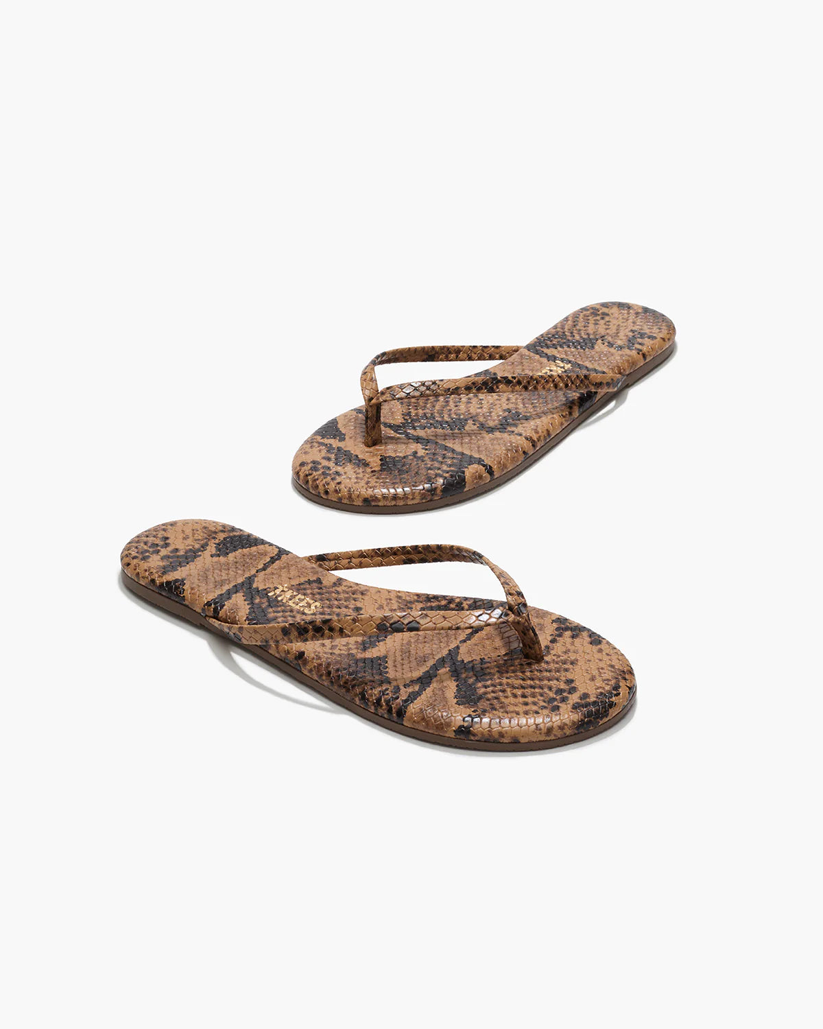 Studio Exotic Coco Snake